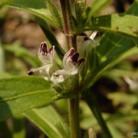 Andrographis echioides (L.) Nees